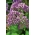 Wavyleaf海ラベンダー、スターチスの種子 - カンパニュラdrabifolia - Limonium perezii - シーズ