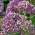 Wavyleaf海ラベンダー、スターチスの種子 - カンパニュラdrabifolia - Limonium perezii - シーズ