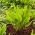 Щавель звичайний 'Belwilski' - 100 г; шпинат док, вузьколистий док - Rumex acetosa - насіння