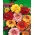 Tricolor chrysanthemum, tricolor daisy "Dunnetti" - 105 biji - Chrysanthemum carinatum