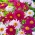 फारसी स्फटिकम "रॉबिन्सन" - विविधता मिश्रण; पाइरेथ्रम डेज़ी, पेंटेड डेज़ी, फ़ारसी कीट फूल, फ़ारसी पेलेट्री, कोकेशियन कीट पाउडर प्लांट - 180 बीज - 