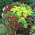 Coleus، بذر گزنه رنگ شده - Plectranthus scutellarioides - 330 دانه