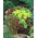 Palettblad - 330 frön - Plectranthus scutellarioides