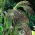 Paanika Grass seemned - Panicum violaceum - 600 seemet