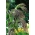 恐慌草种子 -  Panicum violaceum  -  600种子 - 種子