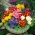 Sementes de Primrose Crescendo Mix - Primula elatior - 330 sementes