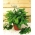Echte valeriaan - 280 zaden - Valeriana officinalis