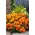 Marigold Boy Orange semená - Tagetes patula nana fl. pl. - 300 semien - Tagetes patula L.
