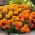 Marigold Aurora Orange seeds - Tagetes patula nana fl. pl. - 300 seeds