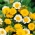 Crown Daisy kevert mag - Chrysanthemum coronarium - 550 mag - Glebionis coronaria - magok