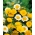 Coroana Daisy amestecat semințe - Chrysanthemum coronarium - 550 semințe - Glebionis coronaria