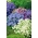 Agerantum, Floss Flower sēklas - Ageratum houstonianum Mill. - 3750 sēklas