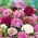 Sweet William Double Mix magok - Dianthus barbatus - 900 mag