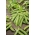 تجاعيد البازلاء Gloriosa البذور - Pisum sativum - ابذرة