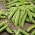 Markerbse Pea Gloriosa Samen - Pisum sativum - 160 Samen -  