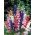 Larkspur miješane boje sjemena - Delphinium consolida - 350 sjemenki - sjemenke