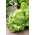 ぱりっとしたアイスバーグレタス "ターザン"  - 非常に大きな頭 -  900種子 - Lactuca sativa L.  - シーズ