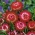 金色的永恒，Strawflower  - 红色品种 -  1250粒种子 - Xerochrysum bracteatum - 種子