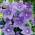 Sinine õhupalli lill; Hiina bellflower, platycodon - 220 seemnet - Platycodon grandiflorus - seemned