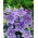 Μπλε λουλούδι μπαλόνι? Κινέζικη καμπαναριό, πλακιδωτό - 220 σπόρους - Platycodon grandiflorus - σπόροι