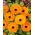 Potentno neven, Ruddles, Common neven, Scotch marigold "Indijski princ" - 240 sjemenki - Calendula officinalis - sjemenke