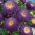 Темно-фіолетова китайська "Принцеса" айстра - 500 насінин - Callistephus chinensis - насіння