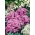 Розов цвят, - 3500 семена - Ageratum houstonianum