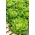 Hlávkový šalát "Michalina" - rastie veľké, svetlo zelené hlavy - 850 semien - Lactuca sativa L. var. capitata  - semená
