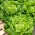 Hlávkový šalát "Michalina" - rastie veľké, svetlo zelené hlavy - 850 semien - Lactuca sativa L. var. capitata  - semená
