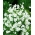 하얀 연례 아기의 호흡, 화려한 아기의 숨 - 2800 종 - Gypsophila elegans - 씨앗