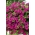 Hanging petunia, Surfinia "Rubina" - merah-ungu - 80 biji - Petunia x hybrida pendula 