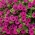 피튜니아, 서 피니 아 "Rubina"주홍 - 자주색 - 80 씨앗 - Petunia x hybrida pendula 