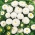 ดอกแอสเตอร์สีขาวปอมปอม - 500 เมล็ด - Callistephus chinensis