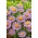 Áster alpino rosa - 210 sementes - 