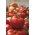 עגבניות "הרדי" - עבור חממה תחת גידול כיסוי, מייצרת פירות גדולים, עמיד - Lycopersicon esculentum  - זרעים