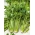 Cellery "Verde Pascal" - ใบหนาอร่อยสีเขียวอ่อน - 2,600 เมล็ด - 2600 เมล็ด - Apium graveolens