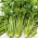 Cellery“Verde Pascal” - 厚实，美味，淡绿色叶子 -  2600粒种子 - Apium graveolens - 種子
