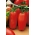 Cà chua "Scatolone 2" - cánh đồng, giống hình hạt tiêu lý tưởng cho các loại cô đặc và xay - Lycopersicon esculentum Mill 