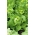 Hlávkový šalát "Panter" - stredne skorá odroda - 900 semien - Lactuca sativa L. var. Capitata - semená