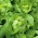 Hlávkový šalát "Panter" - stredne skorá odroda - 900 semien - Lactuca sativa L. var. Capitata - semená