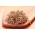 Semillas germinadas - Rábano CHINA ROSE - 500 g - 