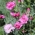 ורוד נפוץ - תערובת זנים כפולה "; גן ורוד, ורוד פראי - 162 זרעים - Dianthus plumarius