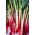 Rhubarb "Victoria" - 50 กรัม - 