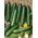 Salatalık "Yirmi F1" - örtü altında yetiştiriciliği için - Cucumis sativus - tohumlar