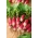 Ravanello "Alusia" - una varietà medio-lunga, rossa con punta bianca - 