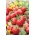 Tomate de campo "Rubinka" - alto, variedade de cerejas - 