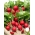 Ředkvička "Saxa 3" - červená, raná odrůda - 