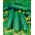 BIO Cucumber "Marketmore" - biji organik yang diperakui - 