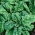 BIO Spinach "America" - เมล็ดพันธุ์ออร์แกนิกที่ผ่านการรับรอง - 