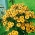Starnuto da giardino "Zlotozolty (giallo oro)" - una pianta mellifera - 